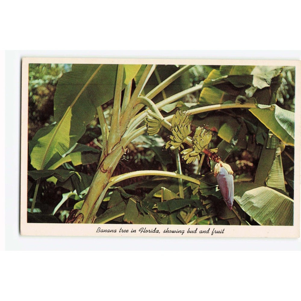 Vintage Florida Banana Tree Bud and Fruit Sarasota Jungle Gardens Postcard